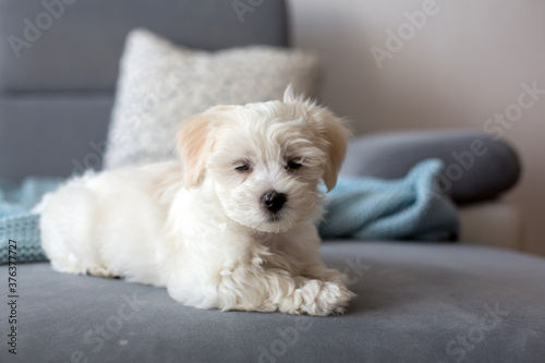 Cute little maltese dog puppy, sitting on the couch at home, looking at camera