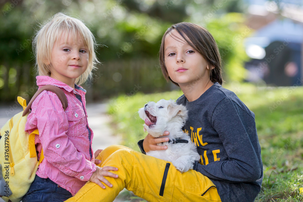 Child, cute boy, playing with dog pet in the park, maltese dog and kid enjoying friendship