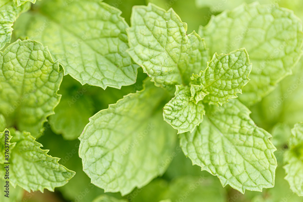 Close-up of fresh mint leaf on blur background Close-up of fresh mint leaf on blur background