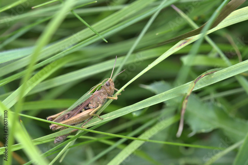 Common Green Grasshopper - Omocestus viridulus
