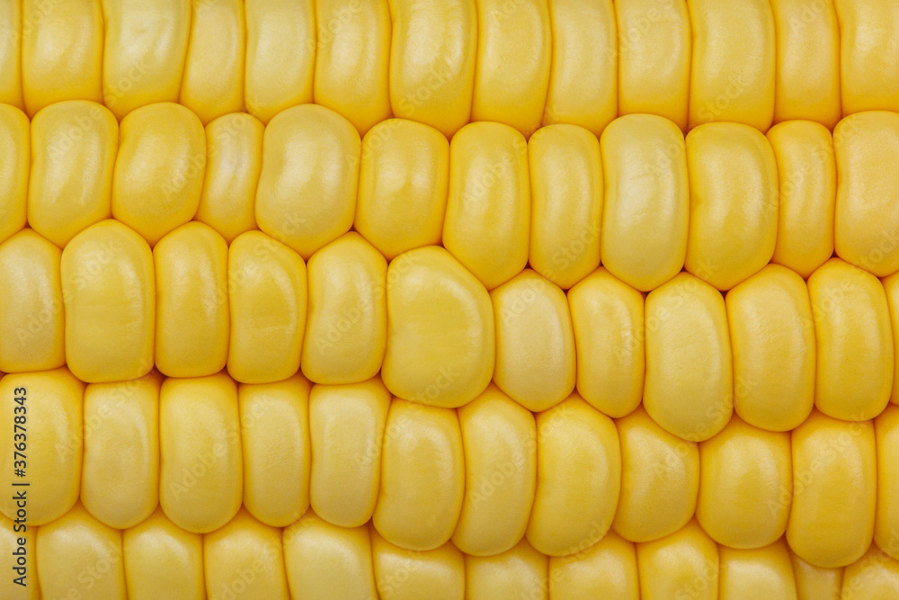 Grains of ripe corn background Grains of ripe corn background