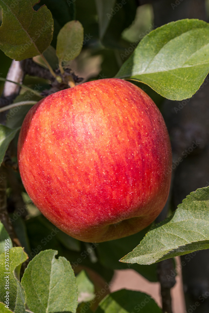 Nuance de couleurs d'une pomme a bouche Nuance de couleurs d'une pomme a bouche