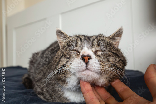 Unrecognizable man caressing old cat at home
