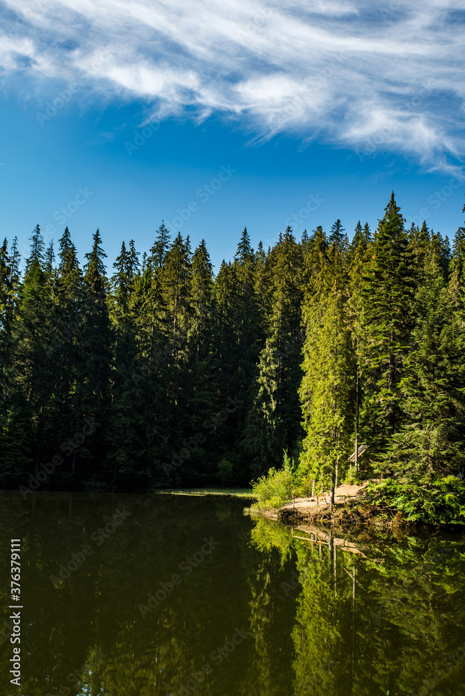 Fototapeta premium coniferous forest near the lake is reflected in the water. blue sky. Synevir Carpathians.