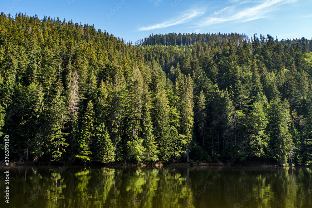 coniferous forest near the lake and blue sky. panorama of nature. coniferous forest near the lake and blue sky. panorama of nature.