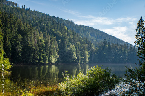 Coniferous forest near the lake background of mountains and blue sky with clouds. Synevir Carpathians.
