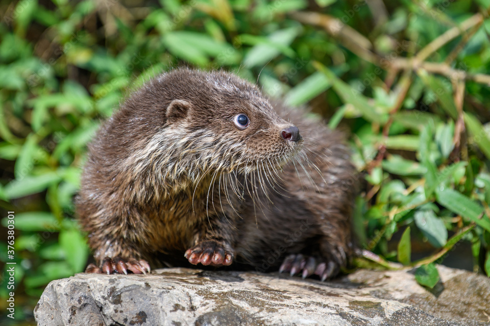 Lutra in nature habitat. Portrait of water predator Lutra in nature habitat. Portrait of water predator