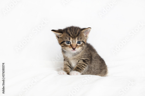Little tabby kitten cat sitting on white sheet background.