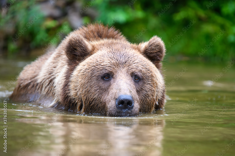 Wild adult Brown Bear ( Ursus Arctos ) in the water Wild adult Brown Bear ( Ursus Arctos ) in the water