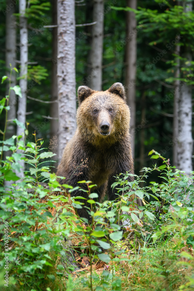 Obraz premium Dziki dorosły niedźwiedź brunatny (Ursus Arctos) w lesie latem