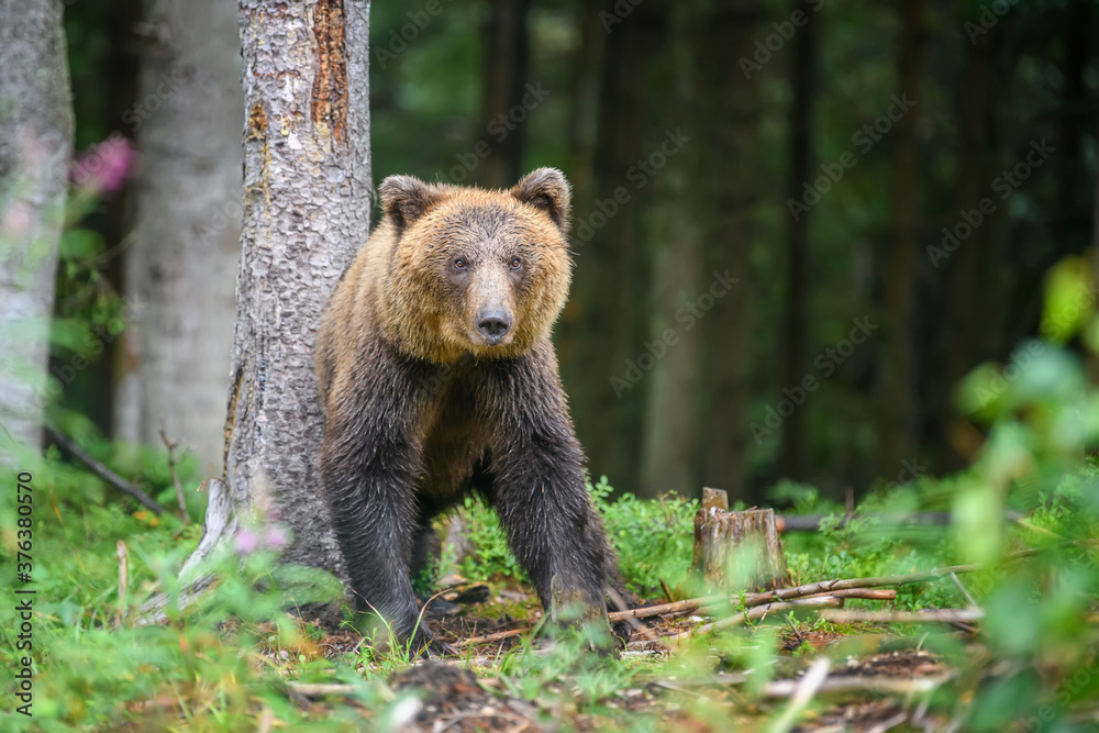 Obraz premium Dziki dorosły niedźwiedź brunatny (Ursus Arctos) w lesie latem