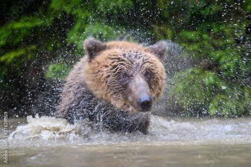 Wild adult Brown Bear (Ursus Arctos) splashing in the forest lake