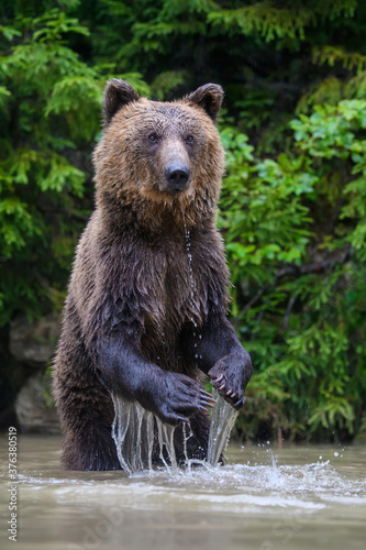 Funny wild adult Brown Bear (Ursus Arctos) standing on his hind legs in the water