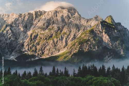 Mountain landscape with low clouds and pine trees  wilderness  Alps forest landscape