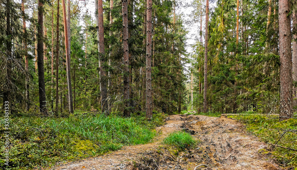 Obraz premium road in a summer pine forest