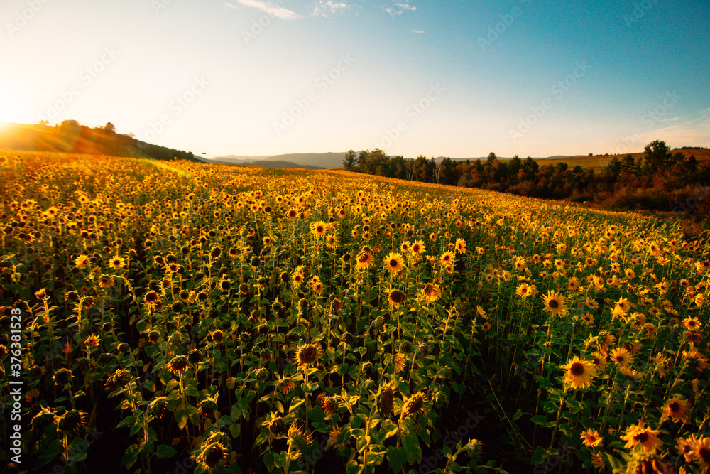 Fototapeta premium sunflower field in the sunset in siberia