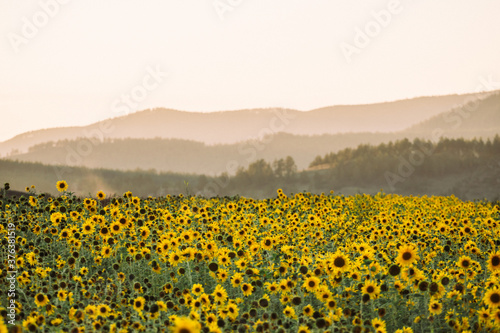 sunflower field in the sunset in siberia