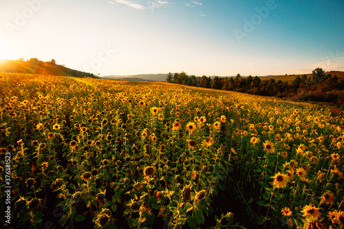 sunflower field in the sunset in siberia