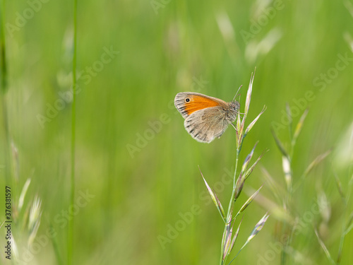 Small heath (Coenonympha pamphilus) butterfly on grass blade