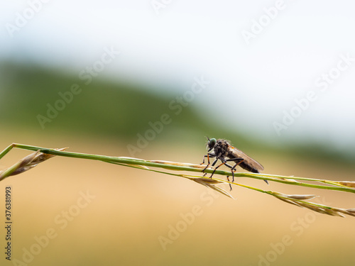 Assassin fly (Asilidae sp.), robber fly on grass