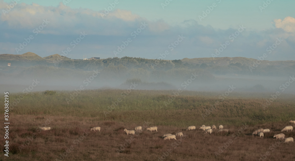 Grazing sheep on the heath on the edge of the Rantum basin on Sylt under the rising morning mist