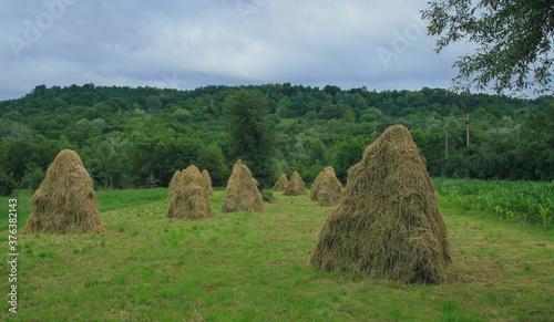 Montones de heno sobre estructuras de madera para secarse y evitar pudrirse en una granja de Curtea de Arges, Rumanía.