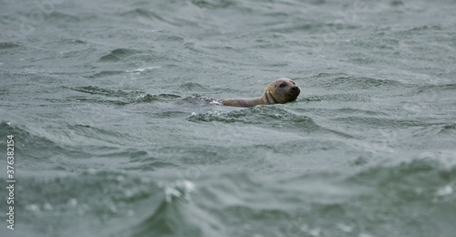 Seal, Phoca vitulina, swimming in open water in the open North Sea
