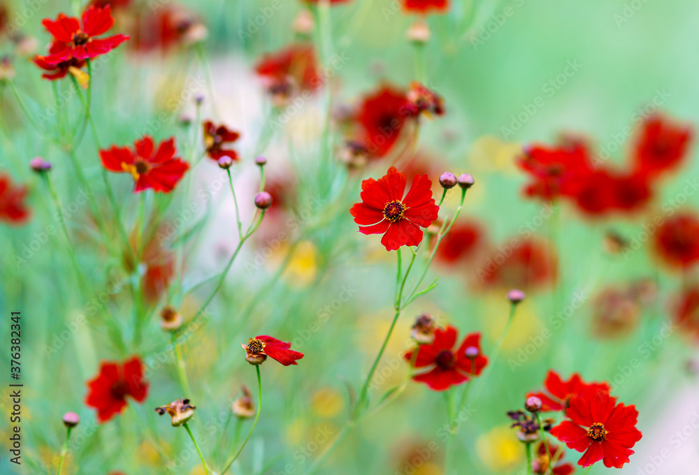 Red flowers in the garden