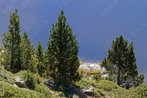Some firs over the ble waters of a mountain lake