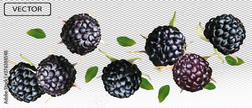 Blackberry from different angles. Whole black raspberry with green leaf on transparent background. Fresh summer berry. Illustration for your poster, banner, natural product. Vector illustration.