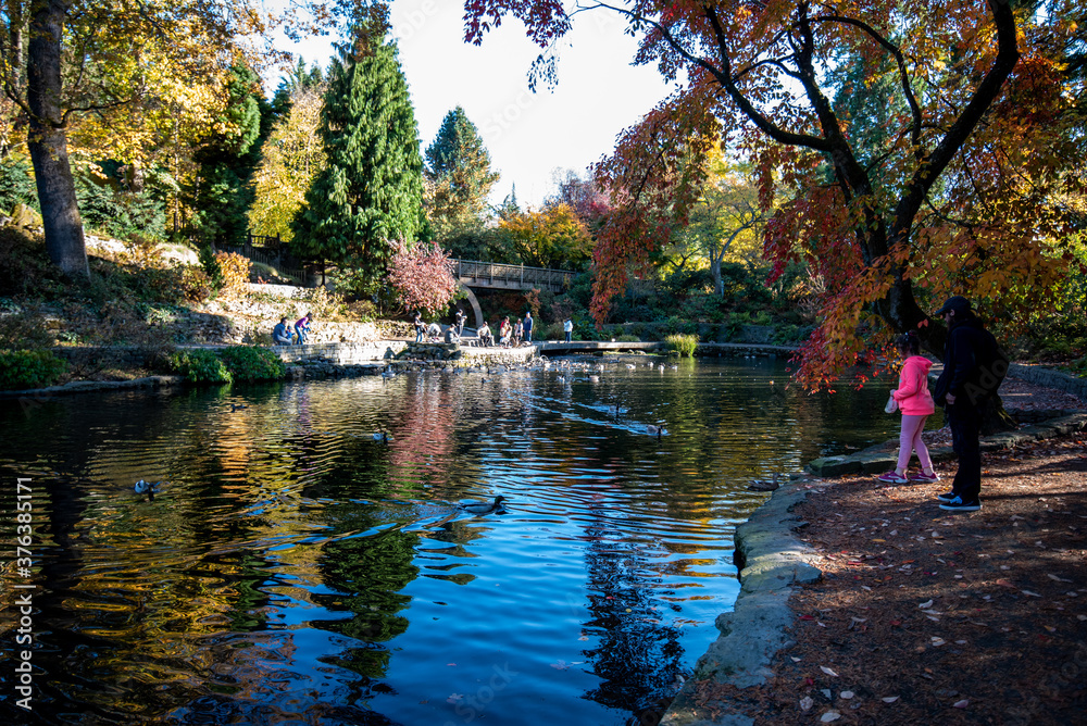 Obraz premium duck in the water