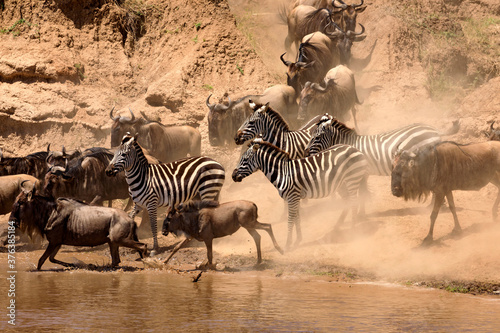 Gnus und Zebras   berqueren den Fluss Mara  die Gro  e Wanderung in der Masai Mara  Safari in Kenia.