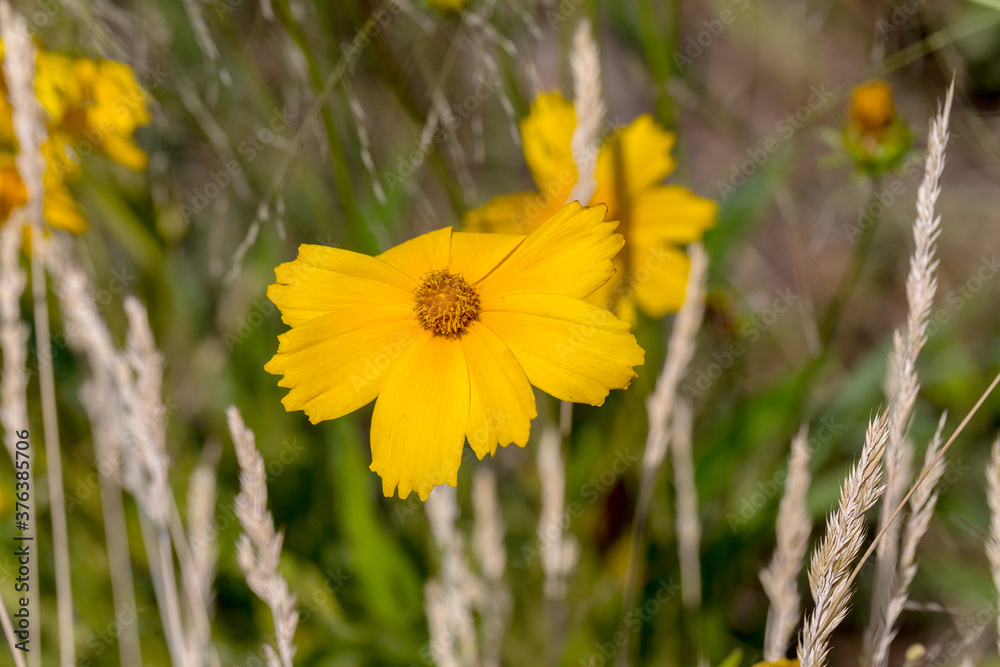 abundance of flowering wildflowers on a summer sunny day. Selective focus abundance of flowering wildflowers on a summer sunny day. Selective focus