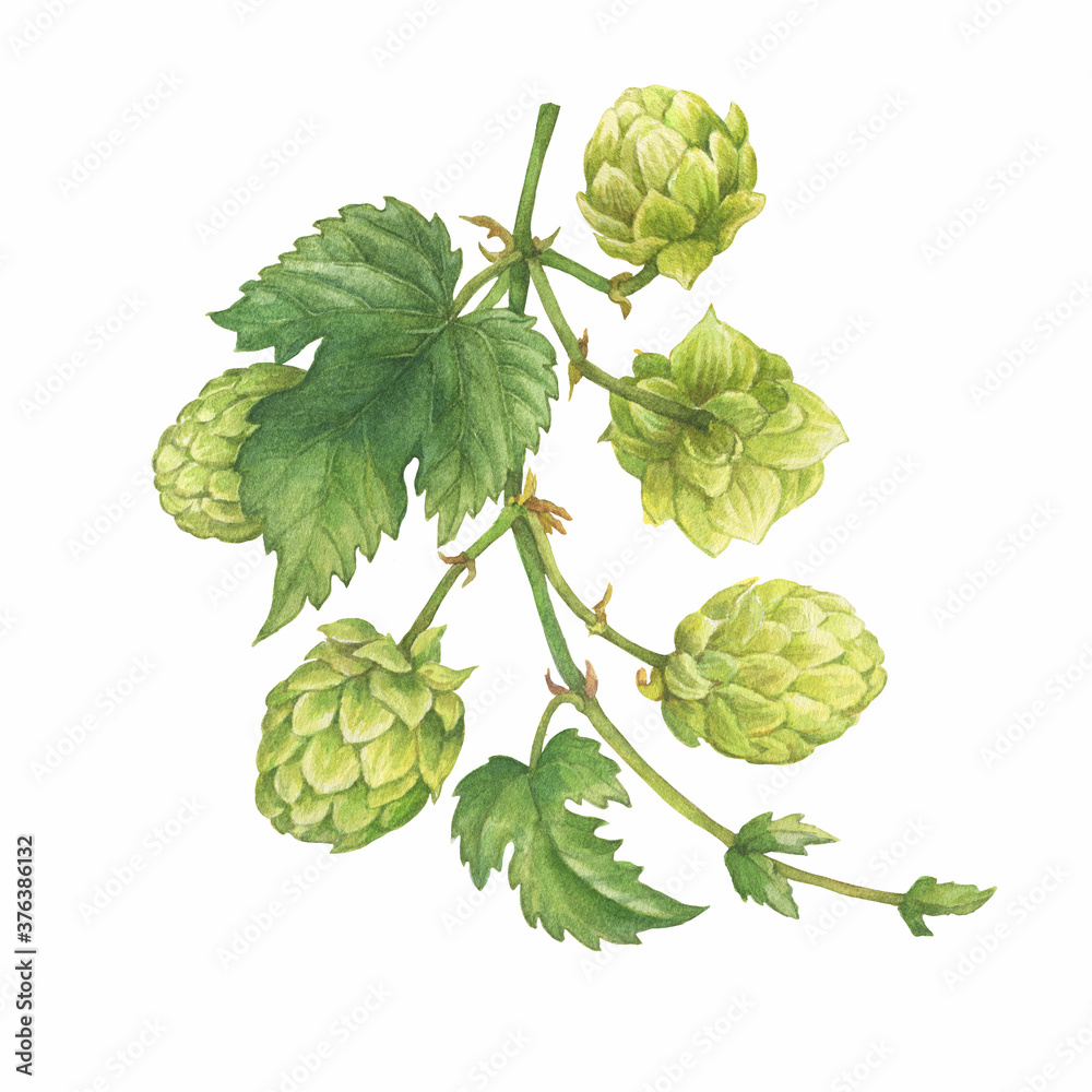 Closeup of a branch of the fresh green hop (Humulus lupulus) for use by the brewing industry. Watercolor hand drawn painting illustration isolated on white background. Closeup of a branch of the fresh green hop (Humulus lupulus) for use by the brewing industry. Watercolor hand drawn painting illustration isolated on white background.