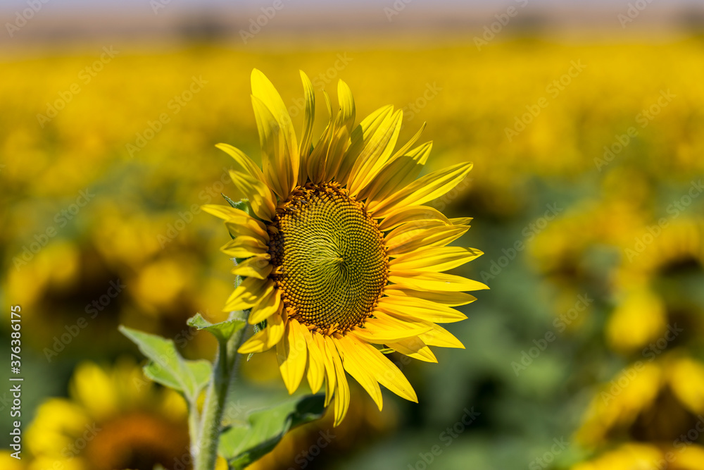 Agriculture. A blossoming sunflower flower on the farm field. Natural summer background of a bright field of sunflowers. Oil seed culture is grown on a rural field. Selective focus Agriculture. A blossoming sunflower flower on the farm field. Natural summer background of a bright field of sunflowers. Oil seed culture is grown on a rural field. Selective focus