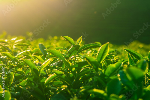 Young tea leaves with light in the morning with rain drops