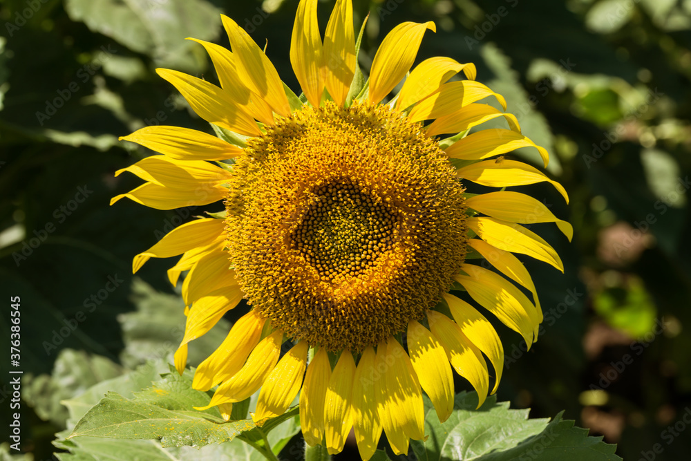 Fototapeta premium Agriculture. A blossoming sunflower flower on the farm field. Natural summer background of a bright field of sunflowers. Oil seed culture is grown on a rural field. Selective focus