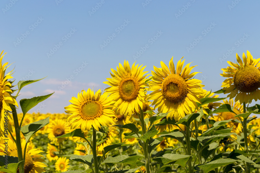 Fototapeta premium Agriculture. A blossoming sunflower flower on the farm field. Natural summer background of a bright field of sunflowers. Oil seed culture is grown on a rural field. Selective focus