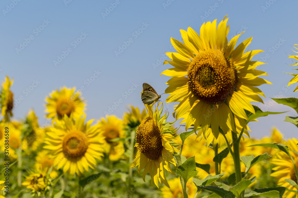 Agriculture. A blossoming sunflower flower on the farm field. Natural summer background of a bright field of sunflowers. Oil seed culture is grown on a rural field. Selective focus