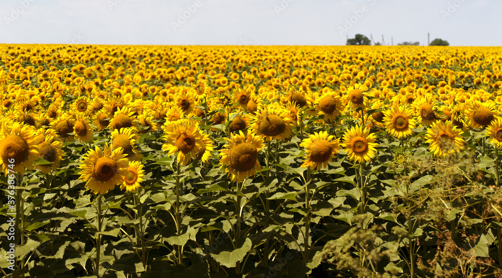 Obraz premium Agriculture. A blossoming sunflower flower on the farm field. Natural summer background of a bright field of sunflowers. Oil seed culture is grown on a rural field. Selective focus