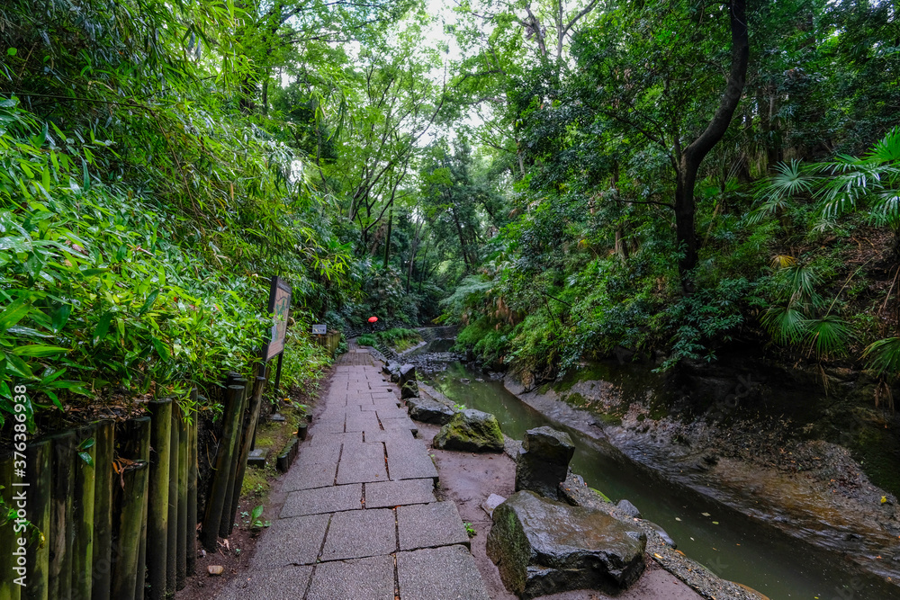 Obraz premium 【東京都】等々力渓谷【2020】