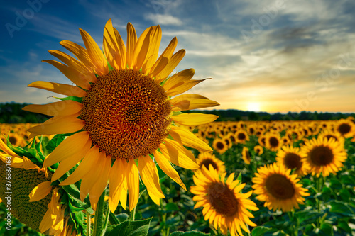 sunflower - bright field with yellow flowers, beautiful summer landscape in sunset