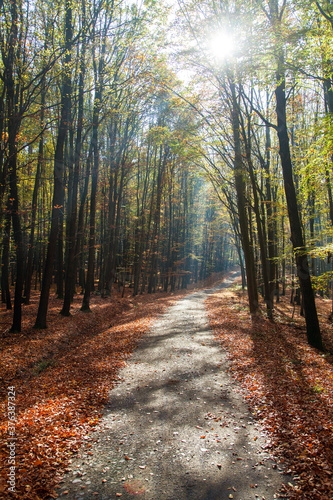 Autumn forest road in deciduous beech woodland