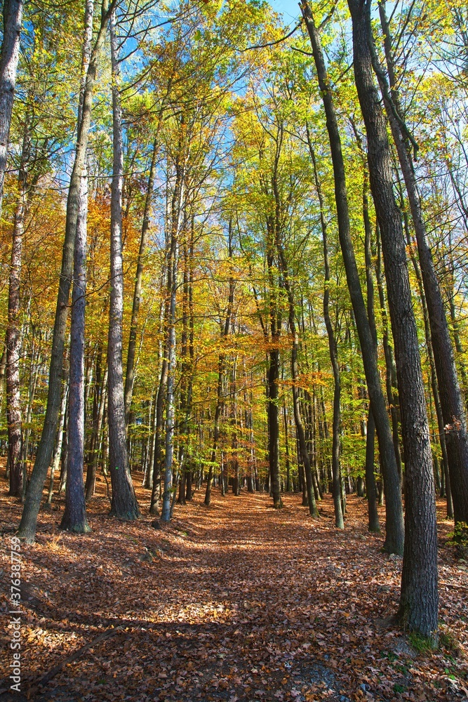 Autumn forest, deciduous beech trees, Chriby, Czechia