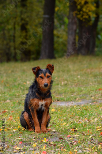 Foto beautiful tricolor dog sitting in the leaves of an autumn park