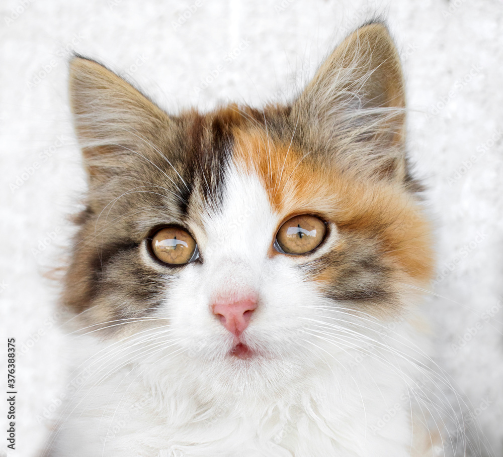 portrait of a beautiful well-groomed tricolour cat with red patches on the muzzle of the looking at the top against a gray background. can be used on the packaging of food for cats
