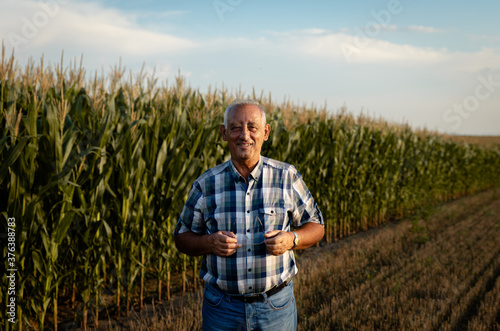Portrait of senior farmer standing in corn field examining crop at sunset.