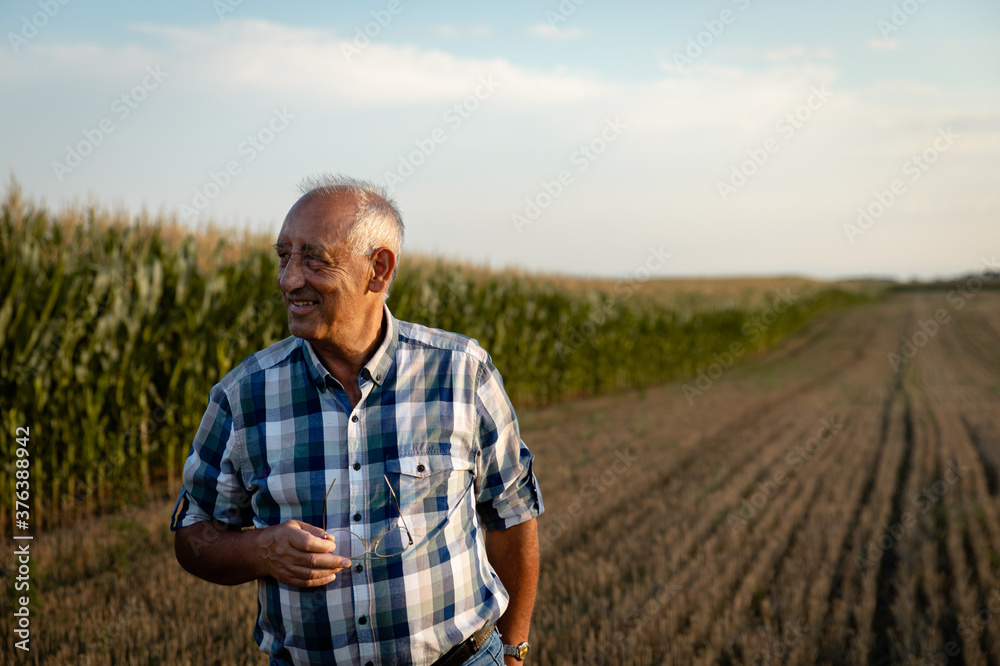 Portrait of senior farmer standing in corn field examining crop at sunset.