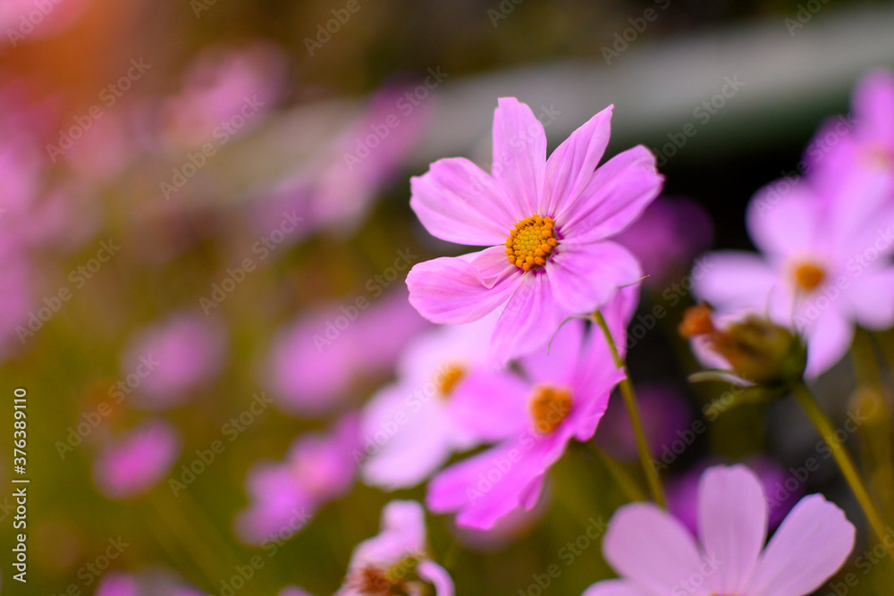 Beautiful purple and pink cosmos flowers Beautiful purple and pink cosmos flowers