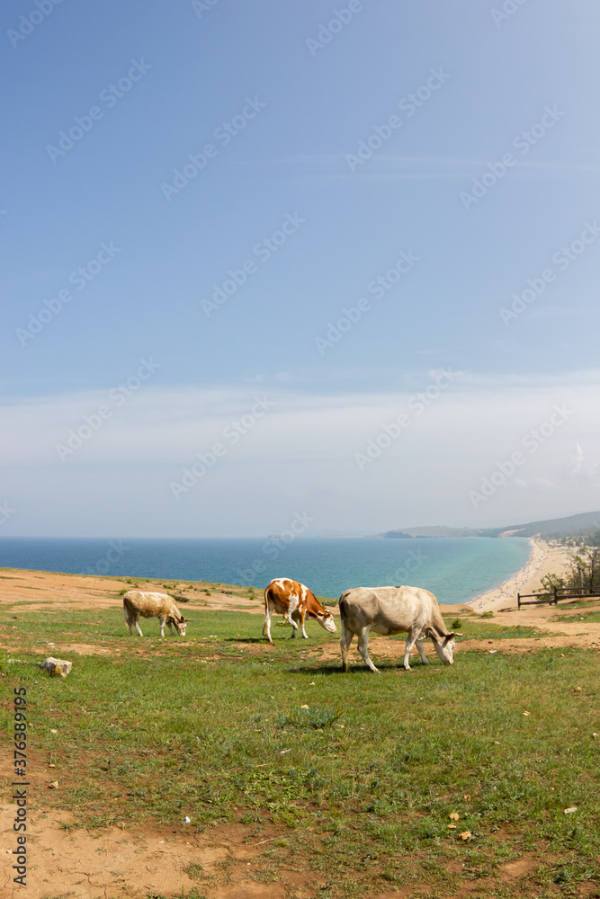 Cows on a hill against the background of the Baikal beach Cows on a hill against the background of the Baikal beach